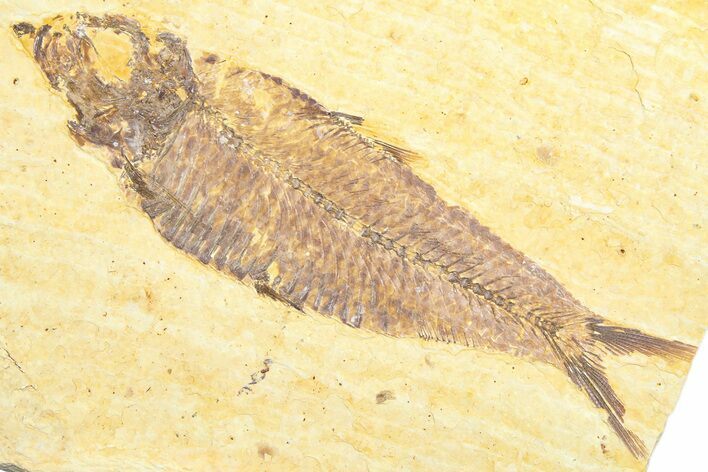 Detailed Fossil Fish (Knightia) - Wyoming #360699